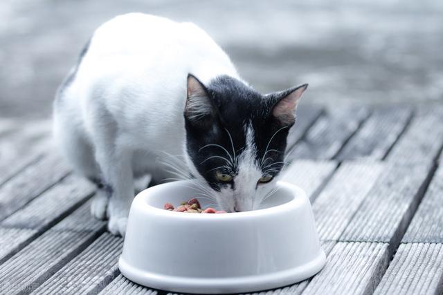 猫咪挑食怎么办，猫咪挑食怎么办3点解决